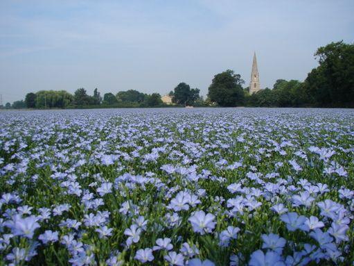 flax