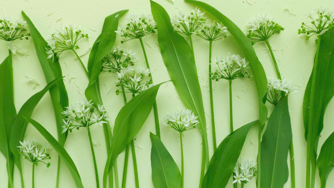 Wild garlic : a beginner's guide to foraging