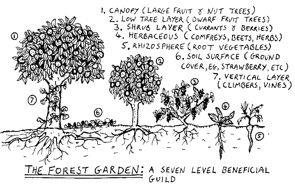 Food forest gardening diagram