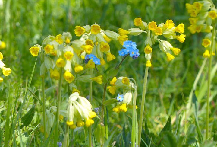 Nature at her finest: Forget-me-nots amongst Cowslips in a photo by Jo Cartmell