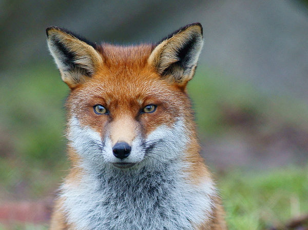 When it comes to nature in November, keep an eye out for foxes