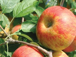 Fruit trees & orchards