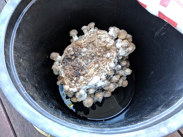 Fruiting shiitake mushrooms the low-tech way - in a bucket!