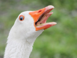 Geese