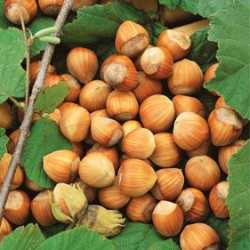 Hazelnuts