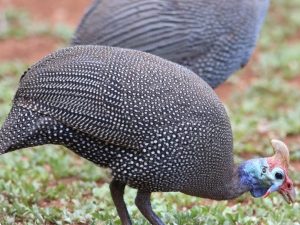 Guinea fowl