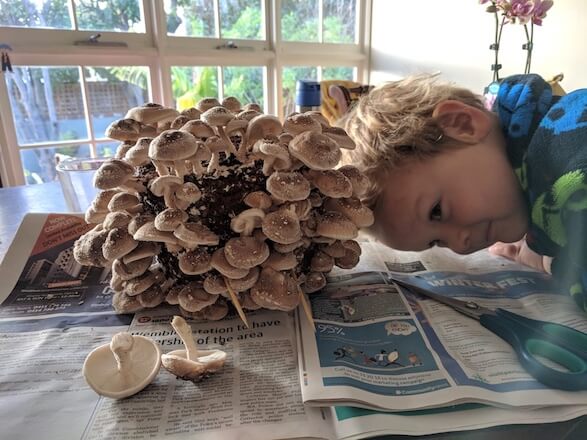 Harvesting shiitake mushroom blocks on newspaper