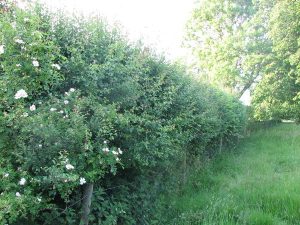 Hedges