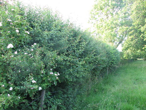 Hedges