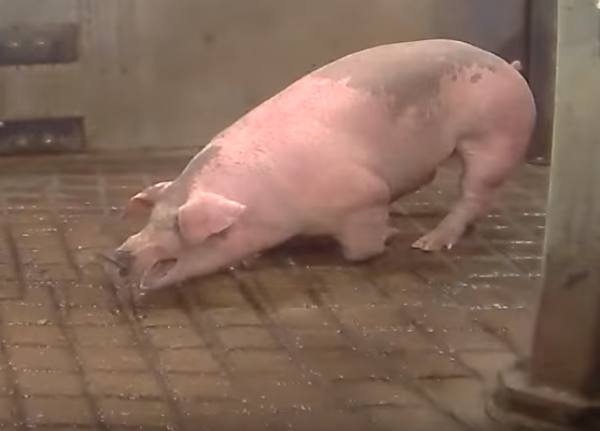 hormel-cruelty