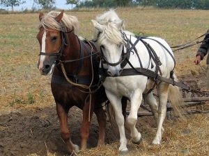 Working horses