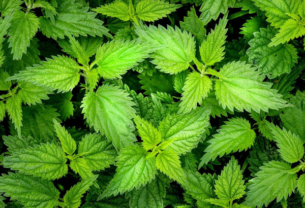 Nettles : one of many common edible weeds