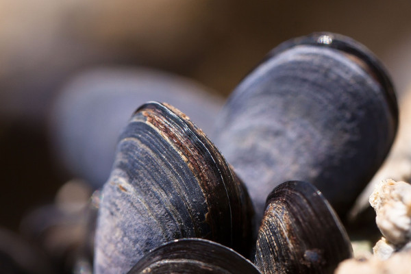 Mussels : foraging on the coast