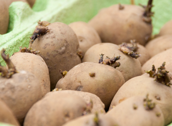 january-seed-potatoes