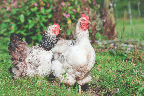 Choosing a backyard chicken