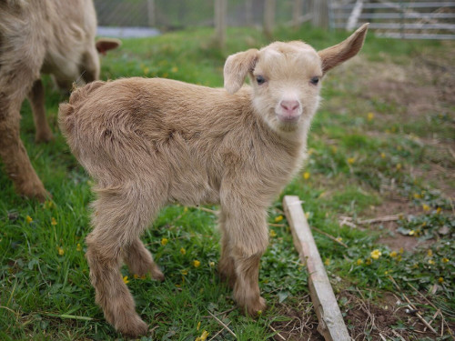 A young goat kid on an Ecological Land Co-operative smallholding