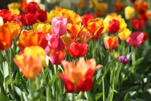 Colourful tulips growing