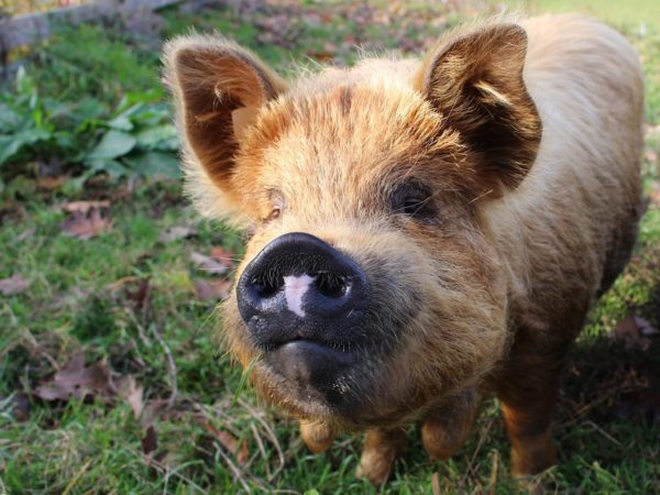 Is there a case for feeding food waste to pigs like this Kune Kune?