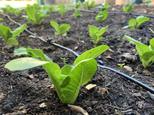 Future farming: lettuce growing at Fanfield Farm