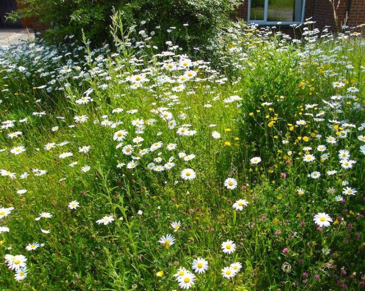 A native wildflower meadow in bloom