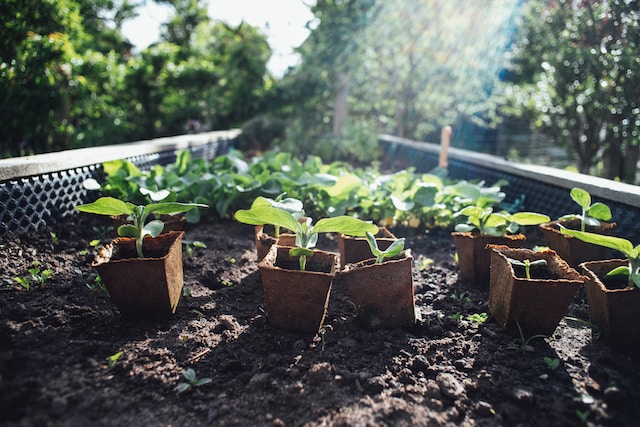 Raised garden beds