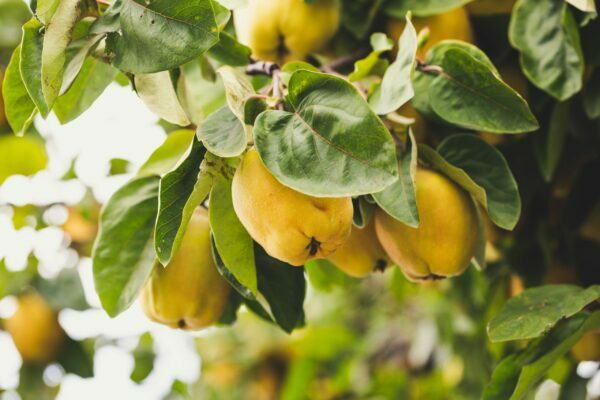 homegrown quince