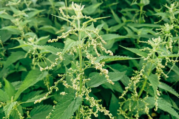 nettles growing in the wild