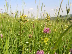 Meadows, grass & pasture