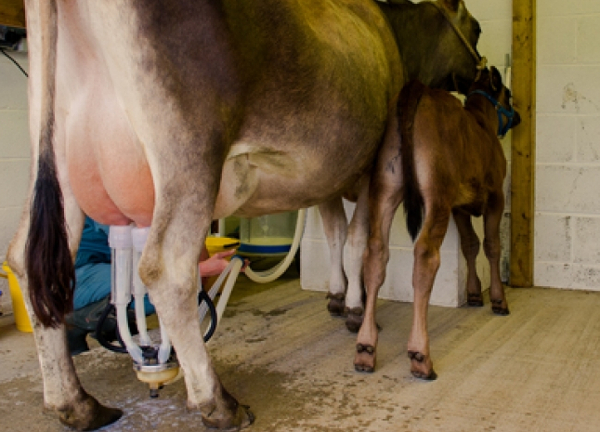 milking_without_calf_suckling_web