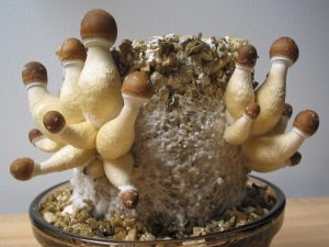 Mushroom cultivation