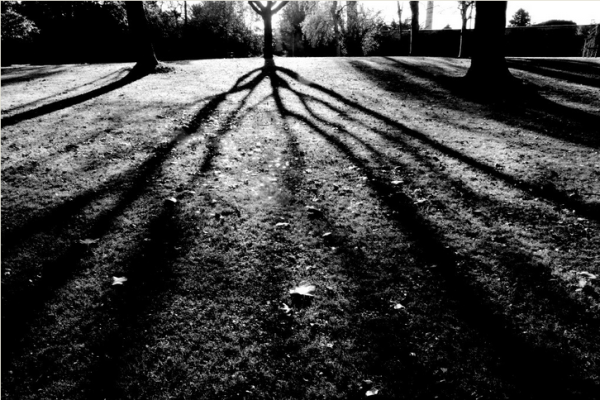 Musings on trees: tree shadow of a lone sugar maple