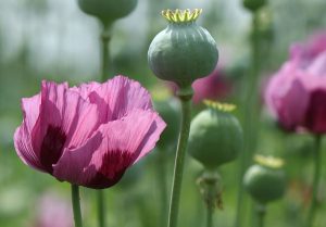 History of the use of medicinal plants