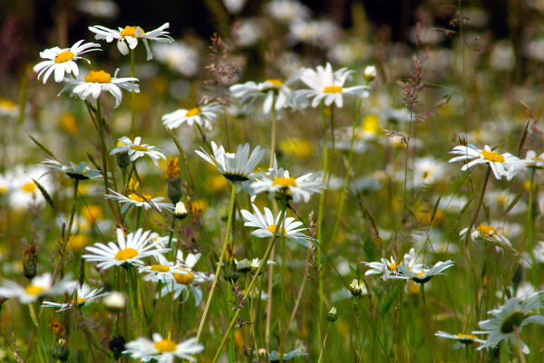 A wildflower meadow in an orchard