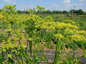 In praise of parsnip flowers and seeds