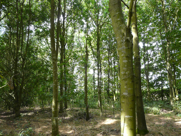 Becoming a woodland owner by Andy Reynolds