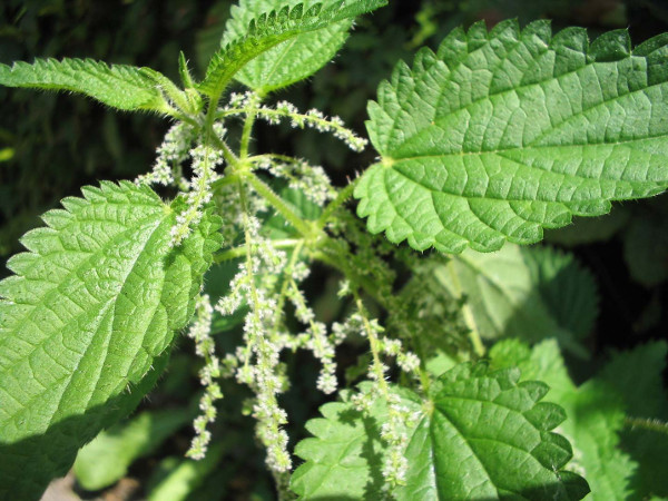 Plant fibres and textiles can include nettles