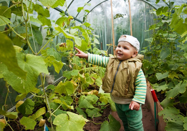 A greenhouse in October