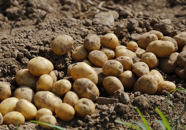 Potatoes feature in the fruit and veg growing guide for October