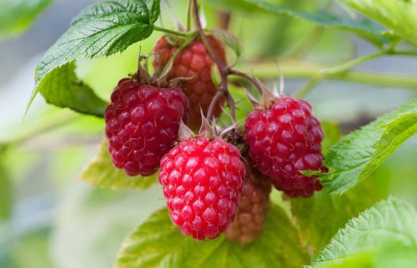 ripe raspberries