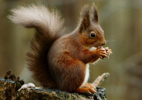 Depending on where you are, nature in October could feature a Red Squirrel