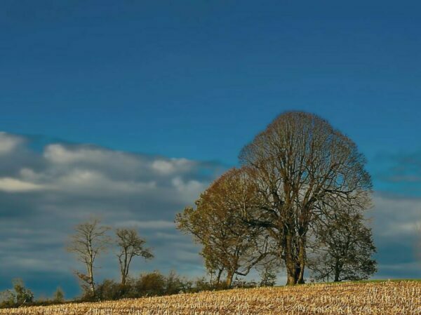 image for carbon offetting and tree planting