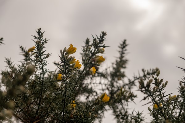 February forage of the month: early greens include gorse flower