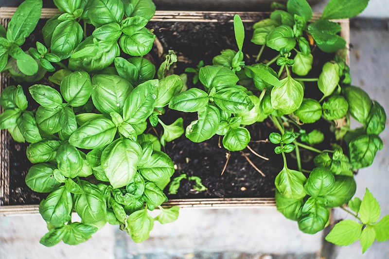 You can create a windowsill herb garden in your apartment