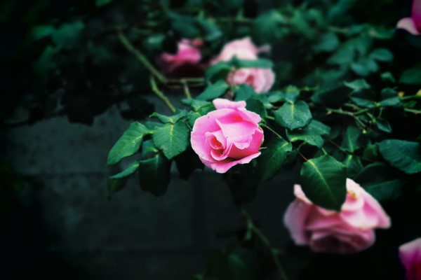 Sustainable funeral: roses