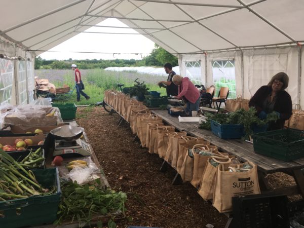 VegBox Logistics Coordinator at Sutton Community Farm