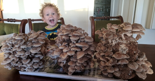 An awesome shiitake mushroom harvest!