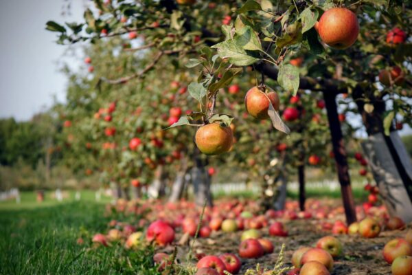 Fruit trees for community orchards