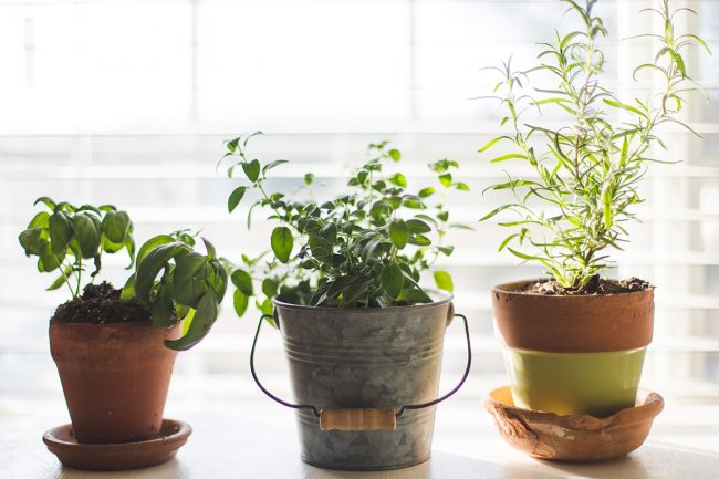 The beginnings of a small garden in an apartment