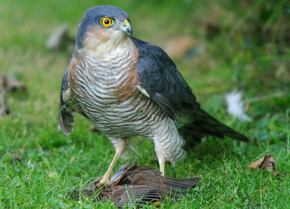 sparrow-hawk