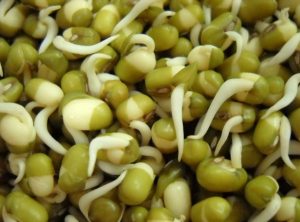 Sprouting & microgreens